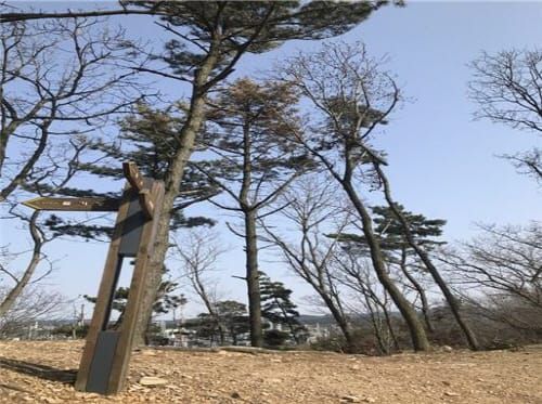 안면도 소나무재선충병 방제 ‘총력’ post image