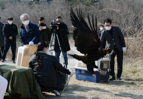 구조 야생 독수리 ‘자연 품으로’ post image