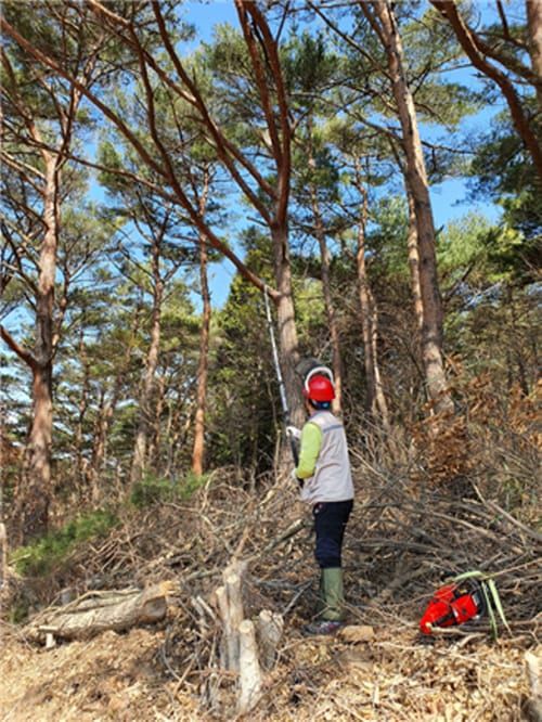 ‘올해 산림일자리 2600여명 창출한다’ post image