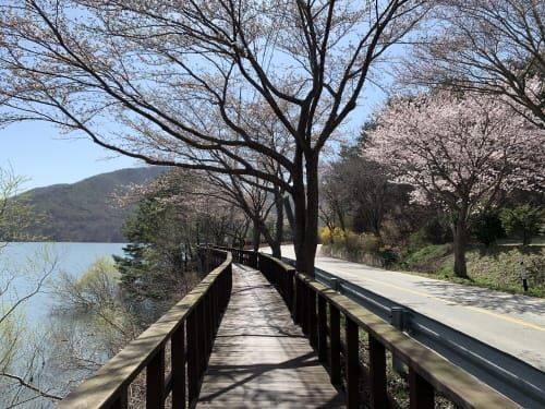 수덕사부터 남연군묘까지 ‘벚꽃 드라이브’ 추천 post image