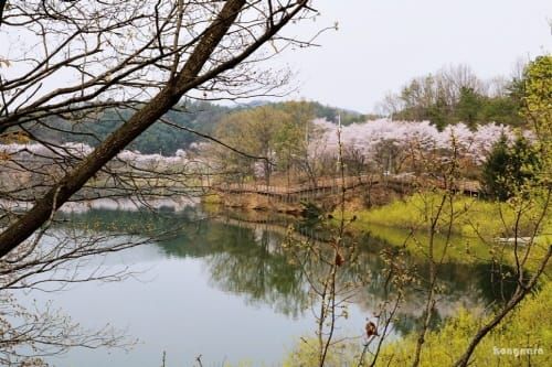 ‘세종&연서, 봄이 왔나봄’ 대면행사 취소 post image