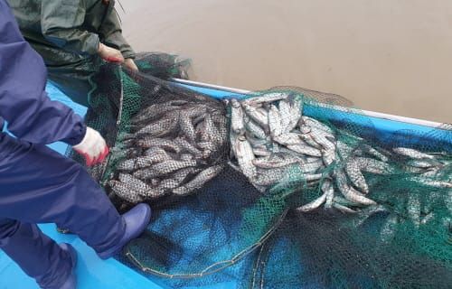 내수면 유해 어종 강준치, ‘통발 미끼’로 재탄생 post image