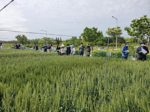 국내 육성 밀 우량 계통 지역적응 평가 post image