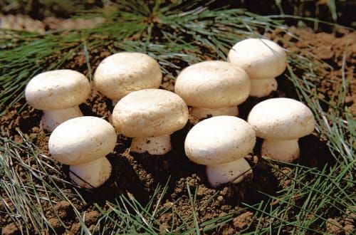 부여군, 양송이 수확후배지 재활용센터 공모 선정 post image