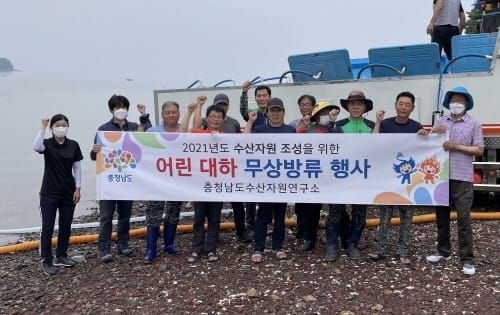 서해연안에 어린 대하 2000만 마리 방류 post image