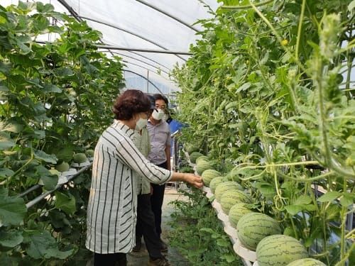 수박도 선 채로 편하게 재배하는 신기술 보급 post image