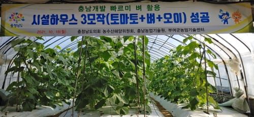 충남 빠르미 ‘벼 3모작 시대’ 열었다 post image