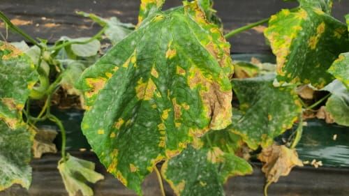 ‘오이 노균병’, 친환경 방제방법 개발 post image