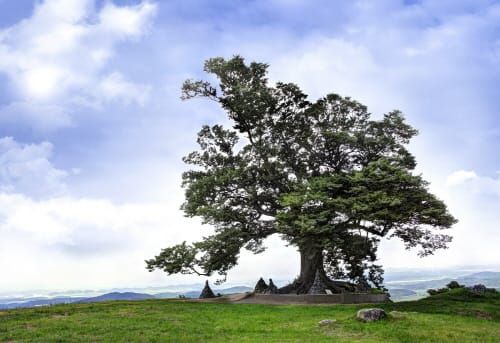 ‘가림성 느티나무’ 천연기념물 지정 기념행사 열려 post image