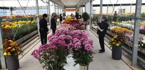 ‘충남70호’ 등 자체개발 우수 국화 수출용 선발 post image