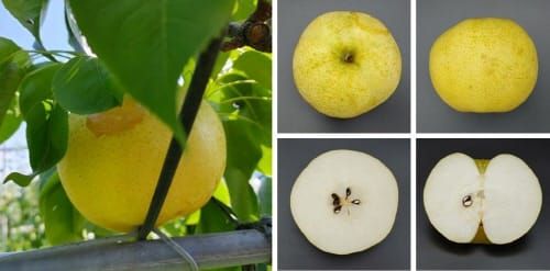 껍질째 먹을 수 있는 고당도 신품종 배 육성 성공 post image