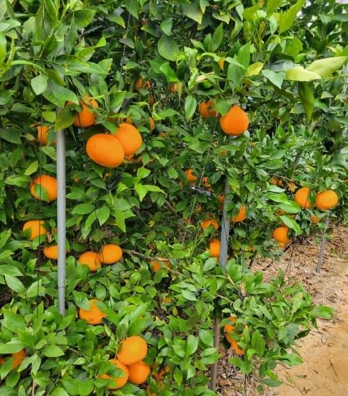 부여 ‘겨울의 붉은 보석, 레드향’ 본격 출하 post image