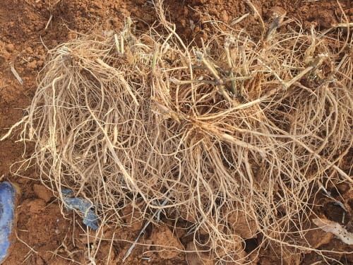 생산성 높은 부여 우슬, 신소득 작물로 주목 post image