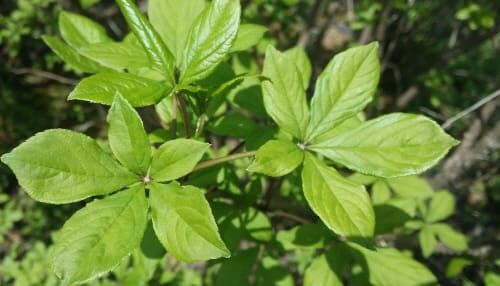 전통약술에서 ‘관절염 치료 식품’으로 변신 post image