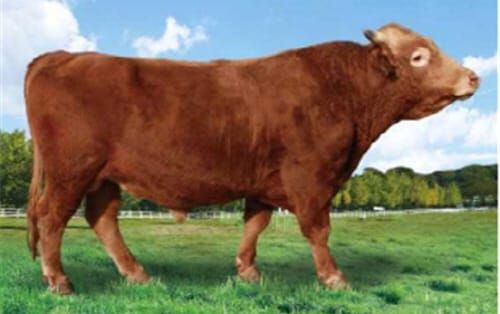 국가 보증씨수소 명칭 ‘충남한우’ 확정 post image