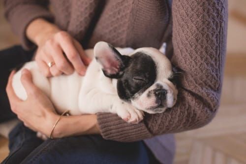 반려동물 인구 1500만 시대, 충남도의회 산업 육성 나선다 post image