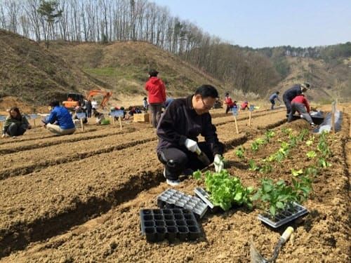 “세종 주말텃밭서 행복·즐거움 싹 틔워요” post image