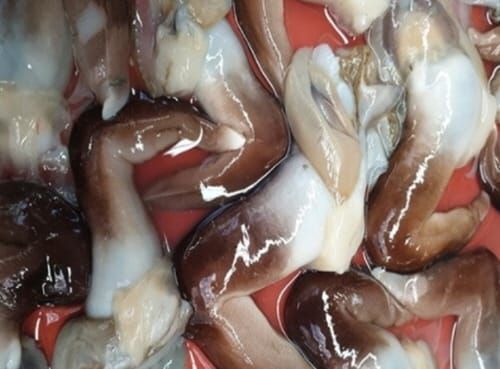 “천수만에 새조개가 돌아왔다” post image