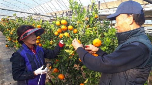 ‘제주감귤 대신 충남감귤’- 아열대 작물 경쟁력 강화 post image