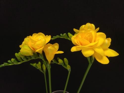 향기와 화색 돋보이는 ‘프리지아 육성 2계통’ 선발 post image