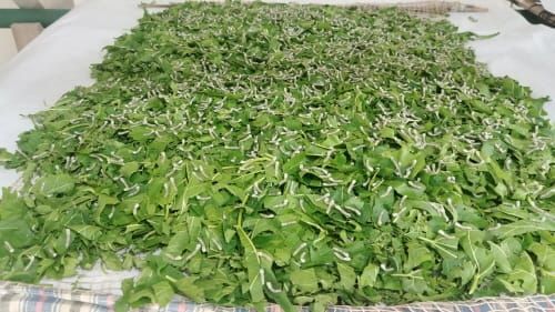 “농가 맞춤형 봄 누에알 신청하세요” post image