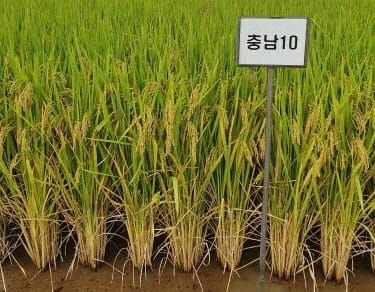 충남 환경에 딱 맞는 신품종 쌀 ‘향진주’ 개발 post image