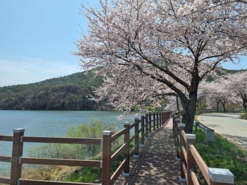 덕산도립공원 벚꽃길 이번 주 ‘활짝’ 만개 post image