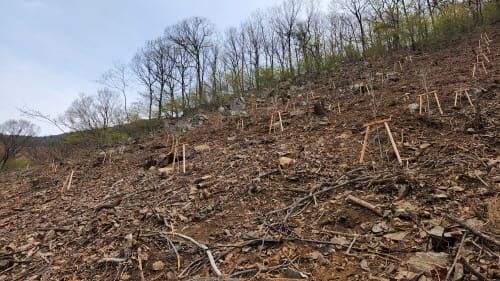 도유림 내 ‘명품 숲’ 조성 완료 post image