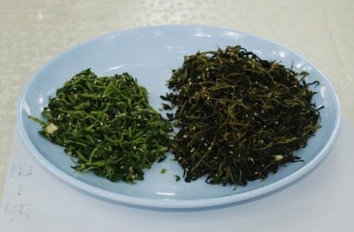 ‘각종 비타민 다량 함유’ 구기순 봄 나물로 인기 post image