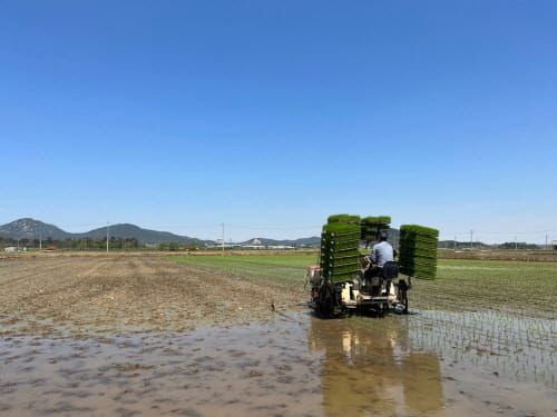 충남 빠르미와 씨감자 가을생산 결합 1석 4조 효과 post image