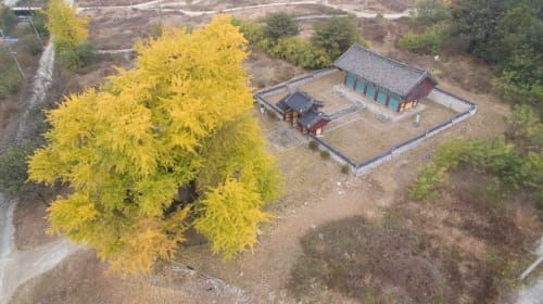 ‘세종 임난수 은행나무’ 천연기념물 된다 post image