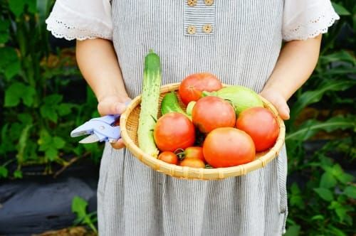 아이들과 텃밭활동 “자연의 순리 배워요” post image