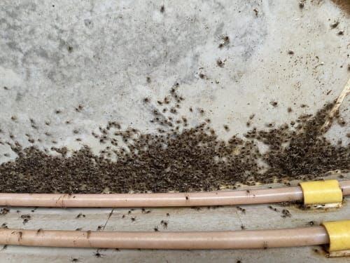 내수면 참게 15만 5000마리 방류 post image