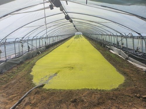 연작장해 해소 위한 담수 사업 본격 추진 post image