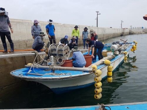 고소득 주꾸미 이어 꽃게 자원조성 post image