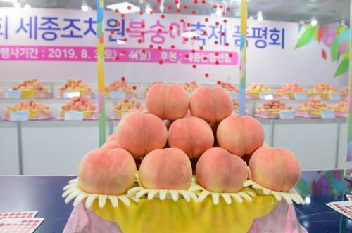 조치원복숭아축제, 3년 만에 부활 post image