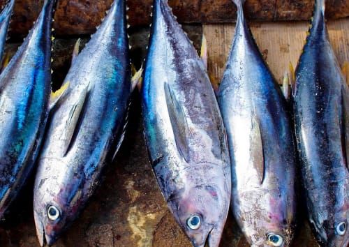 학교급식 수산물 방사능 검사 ‘모두 적합’ post image