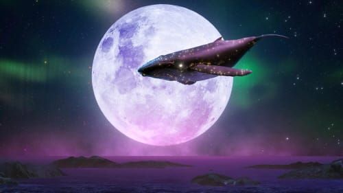 미디어아트로 보여지는 보령 갯벌과 해양 생명 post image