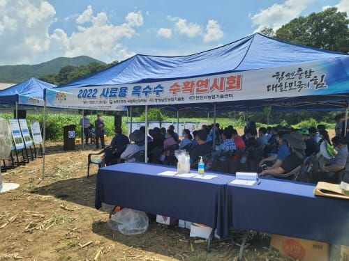 사료용 옥수수 수확연시회 개최 post image