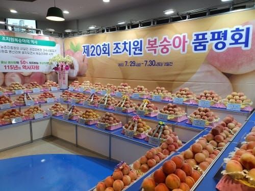 세종 조치원복숭아 품평회 임동광씨 대상 post image