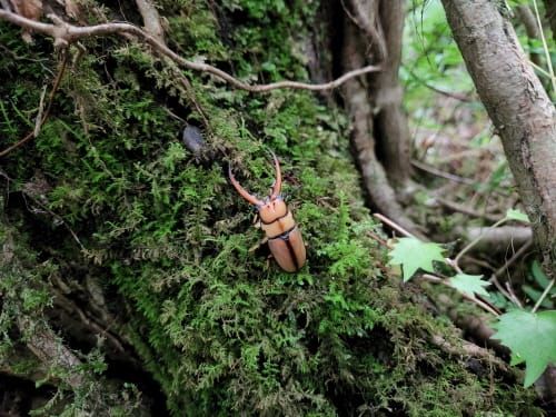 멸종위기 곤충, 집에서 키운다? post image