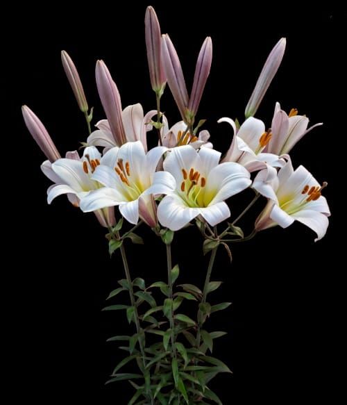 바이러스에 강한 백합 신품종 개발 post image