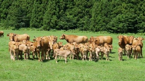 최고급 한우 낳는 우량암소 개량 박차 post image