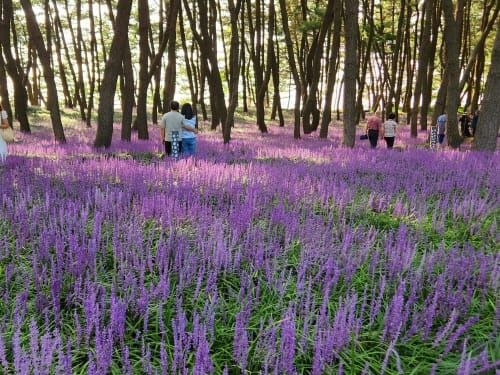 약용작물 ‘맥문동’ 조경용 신품종 찾는다 post image