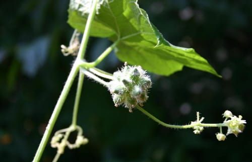 생태계 교란 가시박, 신기술로 없앤다 post image