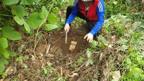 조림지·도로변 덩굴 제거 나선다 post image