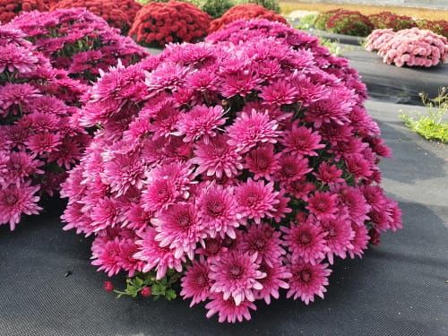 국화 신품종 7개 품종보호권 획득 post image