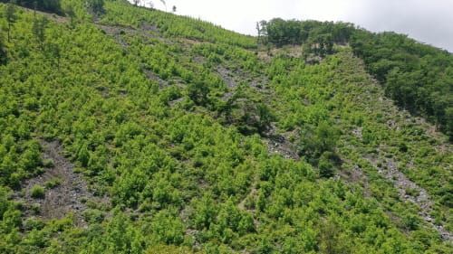 축구장 4700개 크기 ‘꿀벌 먹이 숲’ 조성 post image