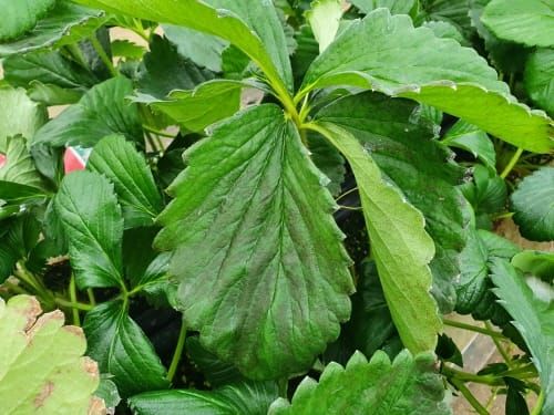 프리미엄 딸기 ‘비타베리’ 양분관리 필수 post image