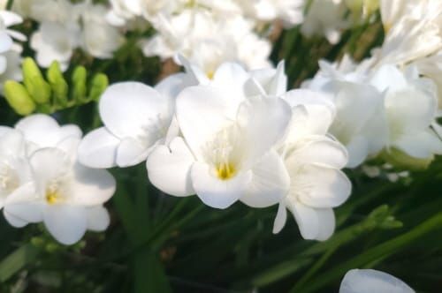 새해의 첫 꽃 프리지아 신품종 선보여 post image